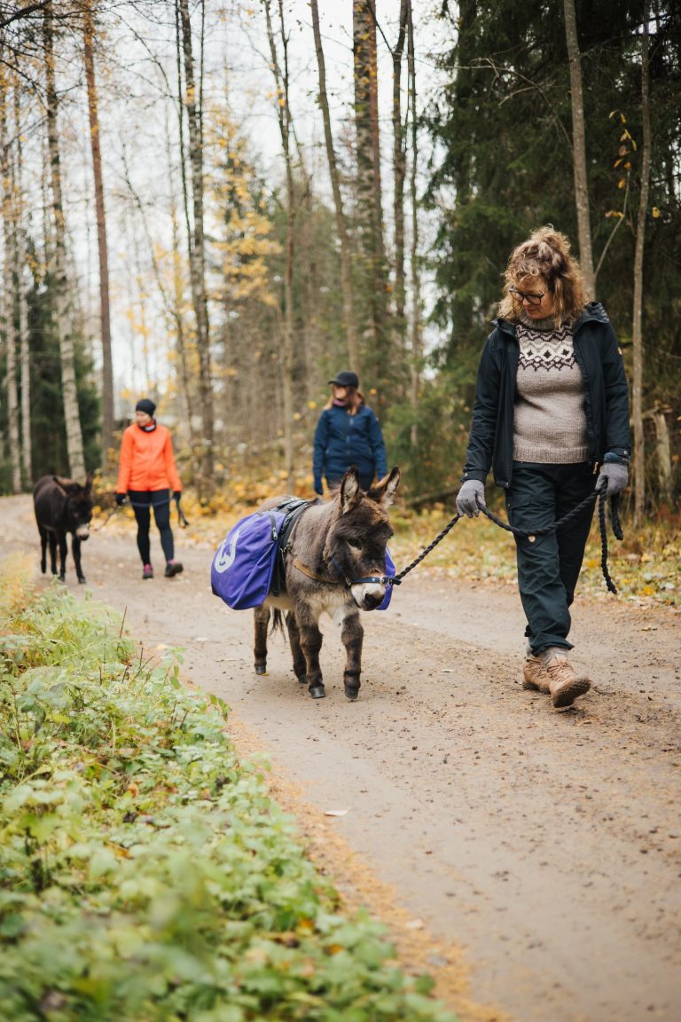 Ihmisiä kävelemässä hiekkatiellä miniaaseja taluttaen