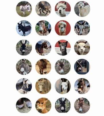 Muistipeli, aasiteema