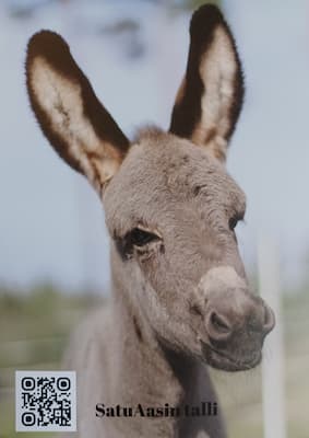 Postikortit - Image 5